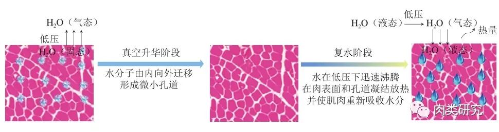 真空升華-復(fù)水解凍