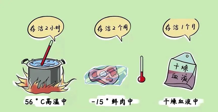 炭疽菌體存活環(huán)境