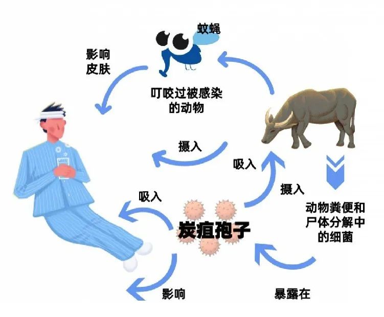 炭疽易感動(dòng)物
