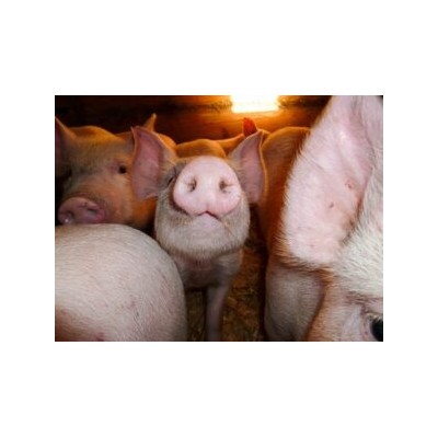 求購(gòu)巴西二號(hào)肉/豬腹肉1噸 不是現(xiàn)貨勿擾